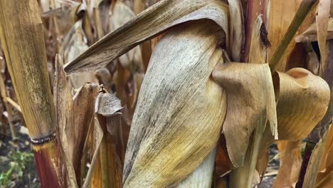 Corn-field-close-up-in-autumn,-yellow-orange-brown-and-green-colours,-movement-up,-Slow-Motion