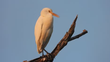 Great-egret-in-pond-area-