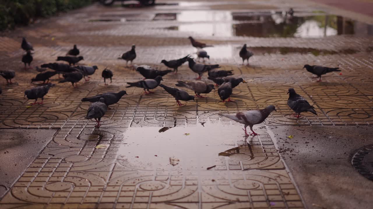 Pigeons in a Wet Street
