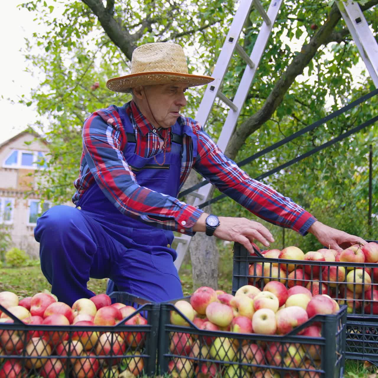 Agricultural apple farming into baskets. Seasonal sweet fresh fruit apples in the garden