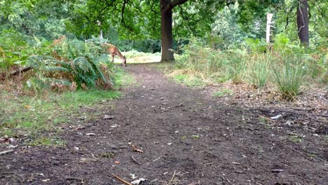 a female deer is seen at a medium distance coming out the fern bushes to a clear path. is eating acorn which are scattered around the ground and which keep falling from the oak tree above.