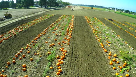 an aerial over a pumpkin patch with a farm tractor distant