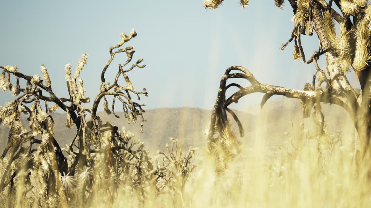 주위에 건조한 유카 나무가 있는 노란색 잔디