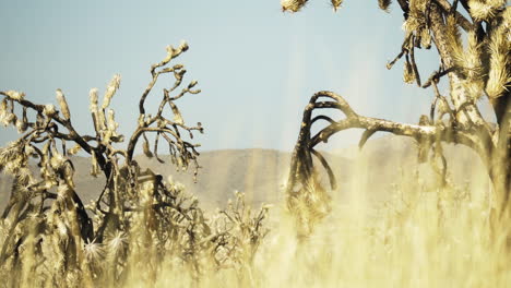 Yellow-grass-with-dry-Yucca-trees-around