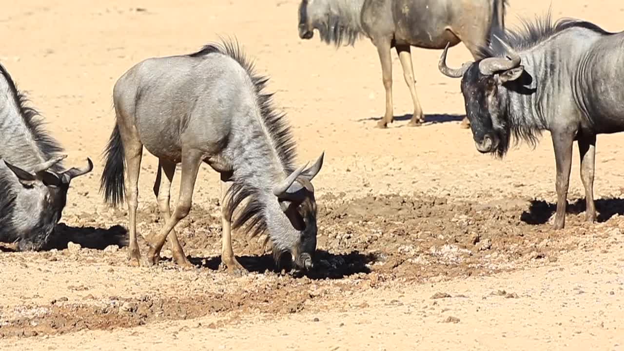 Wildebeest dig holes and lie in the soft wet Kalahari Desert sand