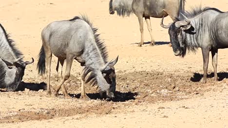 wildebeest dig holes and lie in the soft wet kalahari desert sand