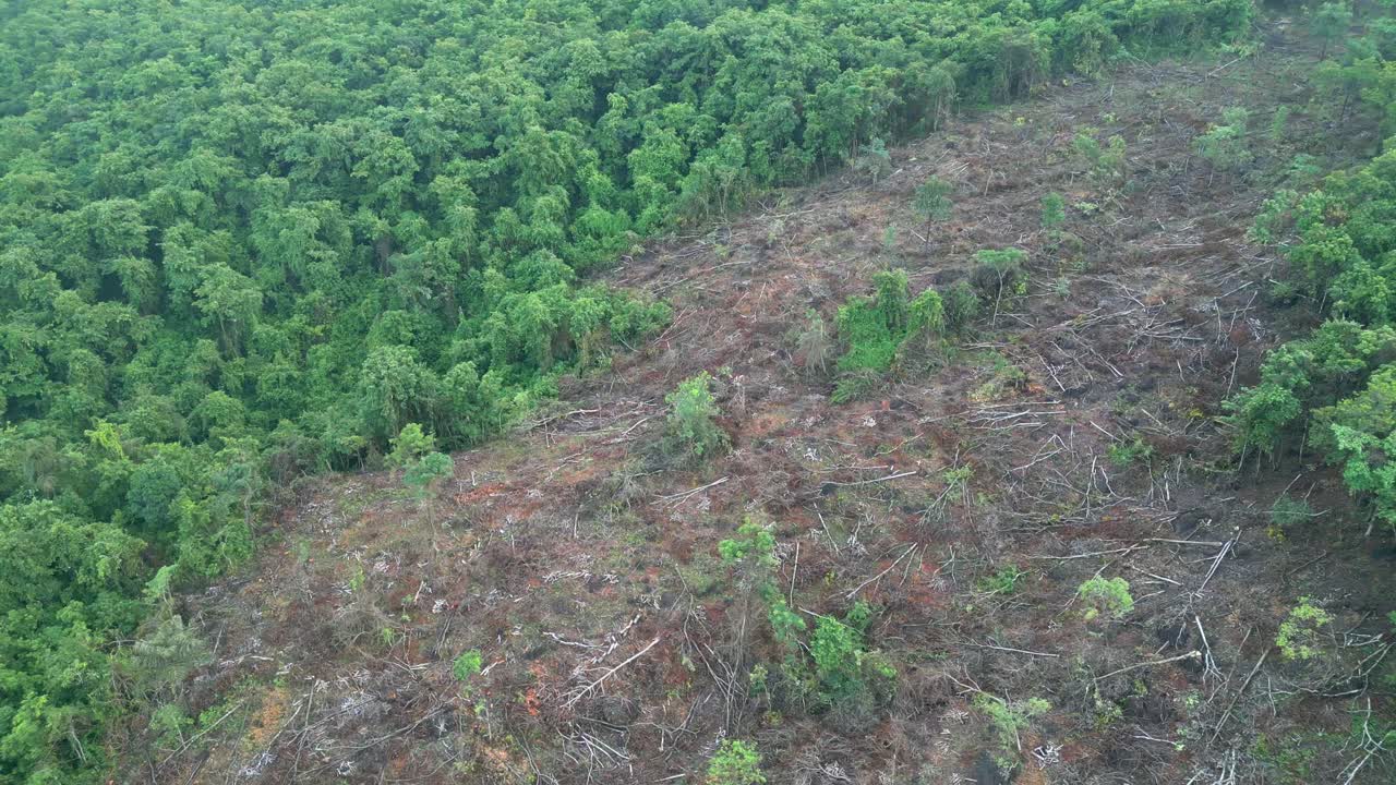 muchos árboles han sido cortados en el bosque malvan drone tiro