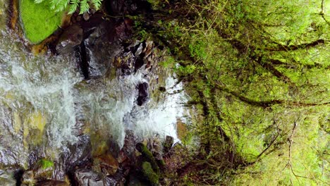 Vertical-view-of-a-river-in-the-middle-of-the-vegetation-in-the-Alerce-Andino-National-Park,-southern-Chile