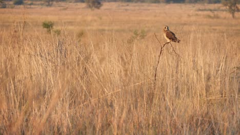 marsh owl takes off from sapling and flies away in open grasslands at sunset