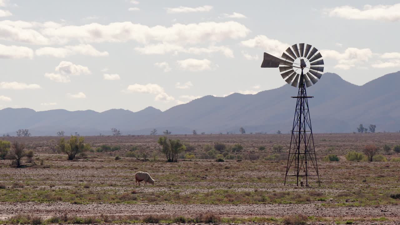 Solitary sheep grazes near an outback windmill with Flinders Ranges mountains in the background, South Australia