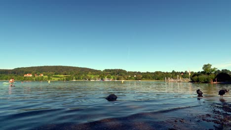 idyllic holiday scenery at the bavarian tegernsee - summer at the popular lake with a stand up paddeling girl and coots