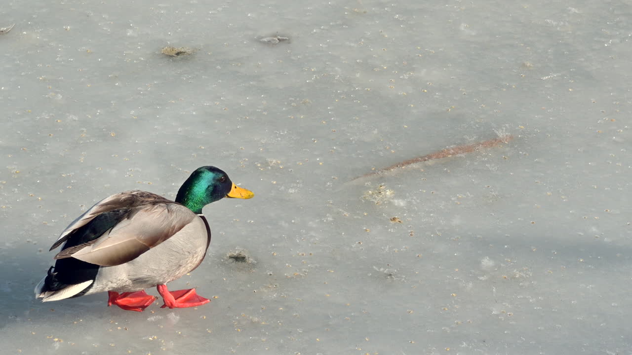 A mallard duck walks carefully on the icy surface of a frozen lake. Bright sunlight reflects off the ice as the duck explores its winter environment near the water