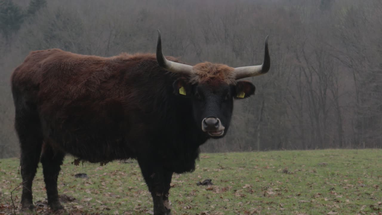 롱혼 하이랜드 황소 catlle는 풀을 뜯고 풀을 씹고 있다
