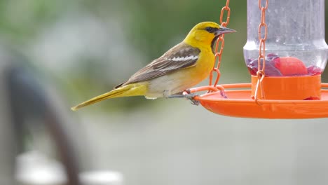 Bullocks-Oriole-eats-from-a-backyard-bird-feeder-then-flies-away