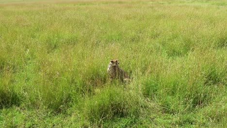 guepardo sentado sacudiendo las orejas en la hierba alta de la sabana africana