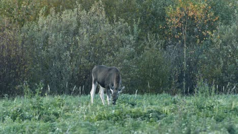 Wild-little-moose-eating-grass-in-meadow-evening-dusk