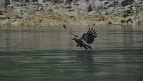 águila atrapando peces en el océano en canadá