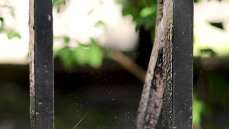 spider web between metal bars in garden