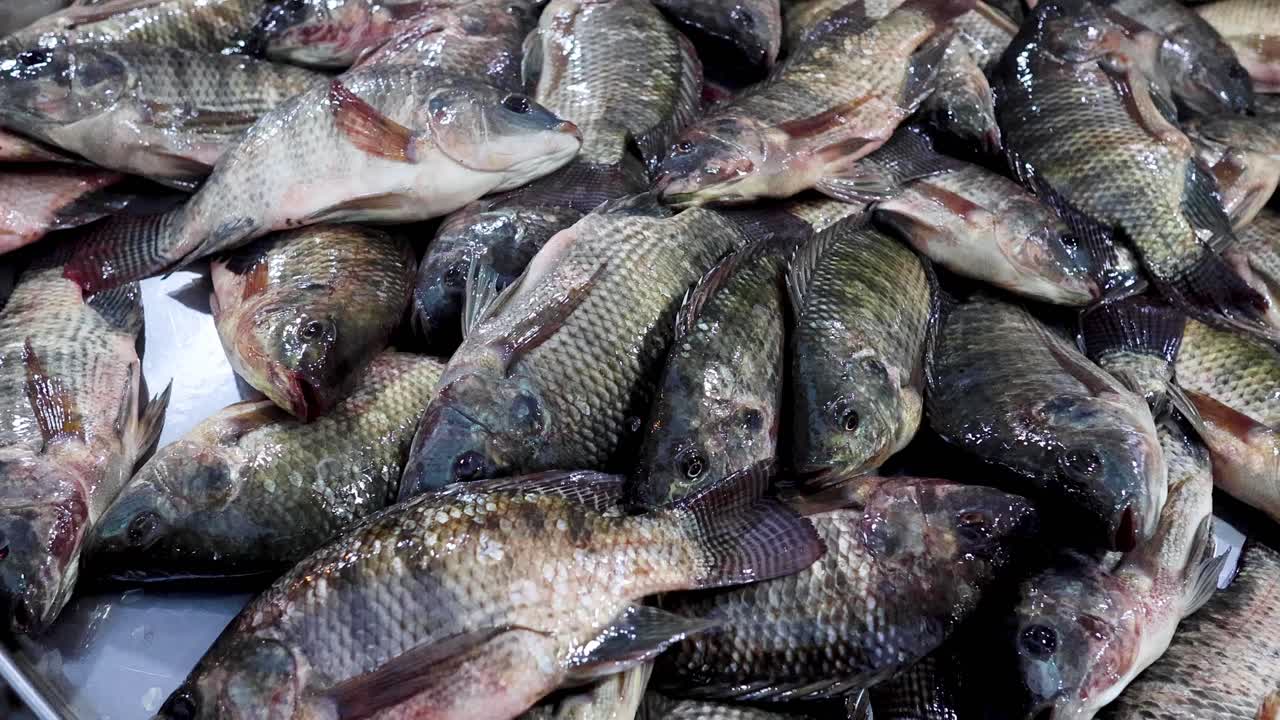 peces variados ordenadamente dispuestos en hielo para la venta