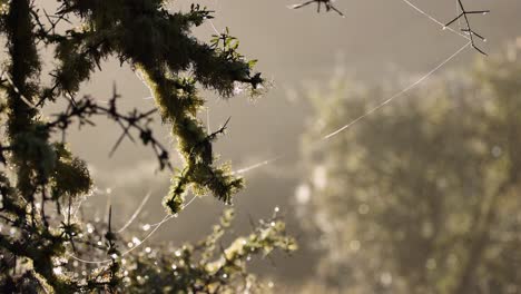 close-up of a spider web stretched between matagouri branches, softly illuminated by warm morning sunlight with gentle camera movement and shallow depth of field
