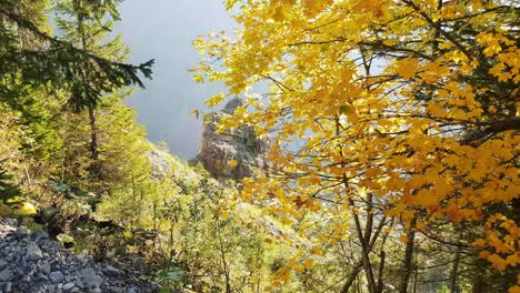 Trees-in-autumn