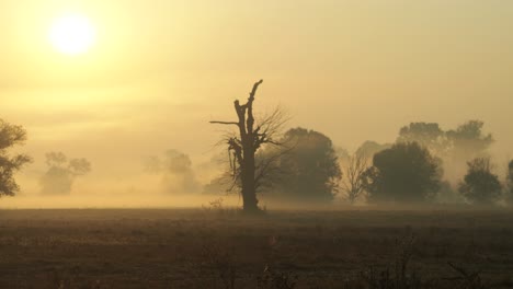 Shot-of-morning-mist-over-open-field-at-sunrise