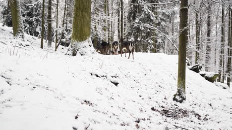 fallow deer herd trotting in snow in a winter forest,czechia