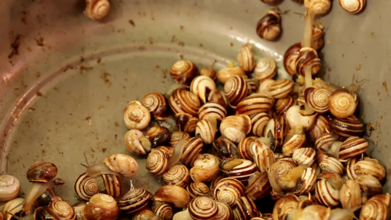 발렌시아 스페인 음식 가판대에 있는 현지 시장의 그릇에 살아있는 에스카르고 땅 달팽이