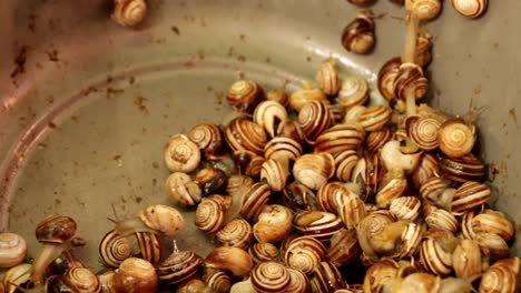 Schnecken-Landen-Lebendig-In-Einer-Schüssel-Auf-Dem-Lokalen-Markt-In-Einem-Valencianischen-Spanischen-Imbissstand