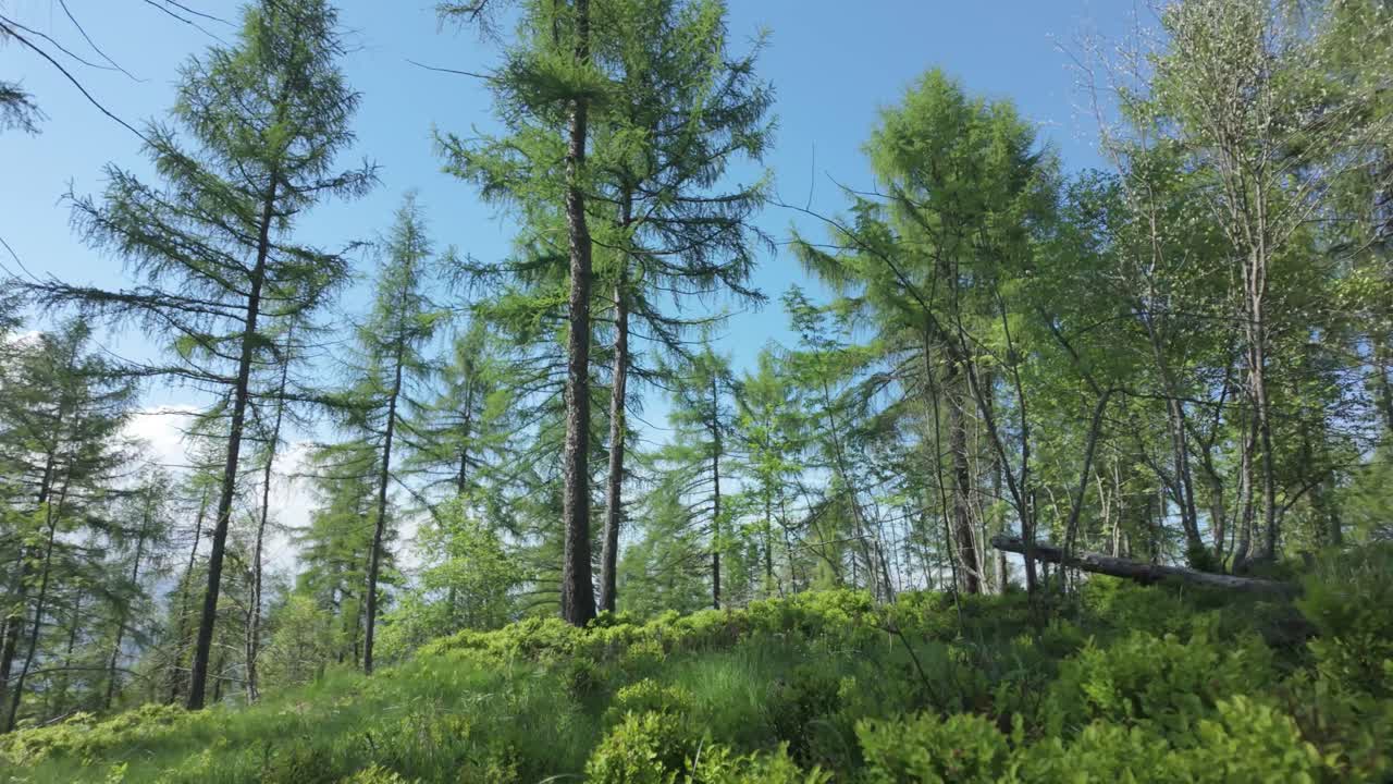 Low angle ground view looking up at tall trees and dense green bushes in a beautiful mountainous valley, capturing the height of the forest canopy and lush vegetation