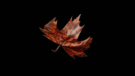 hojas de otoño