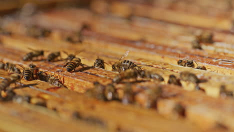 Las-Abejas-Trabajan-En-Marcos-En-La-Colmena.