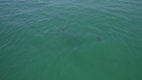 delfines nariz de botella nadando en el mar de tasmania durante el día - fotografía aérea de un dron