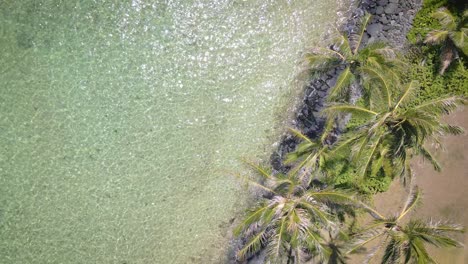 una perspectiva de ojo de pájaro muestra palmeras balanceándose en la brisa tropical de verano