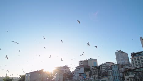 una bandada de pájaros gira alrededor del puerto. ciudad turística de turquía. puesta de sol en istanbul. viejo año de istanbol. estrecho del bósforo con enjambres de gaviotas dando vueltas por encima de él.