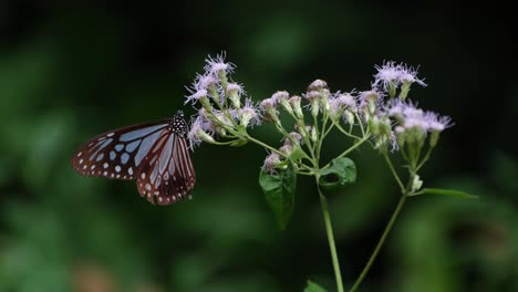 A-lovely-blue-striped-butterfly-with-tattered-wings-perched-on-wildflowers-in-the-rainforest,-Dark-Blue-Glassy-Tiger,-Ideopsis-vulgaris-macrina,-Kaeng-Krachan-National-Park,-Thailand