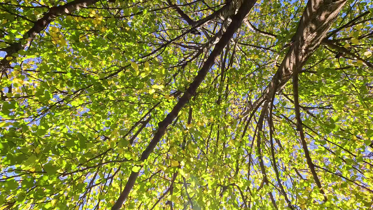 가을 에 나무 가루 를 올려다보는 것