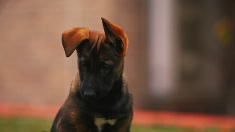 Porträt-Eines-Ruhigen,-Friedlichen-Jungen-Belgischen-Malinois-Hundes,-Der-Nach-Unten-Schaut,-Brauner-Und-Schwarzer-Hundegesichtskopf,-Geringe-Schärfentiefe