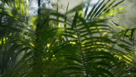 bright light shining through the humid misty fog and jungle leaves