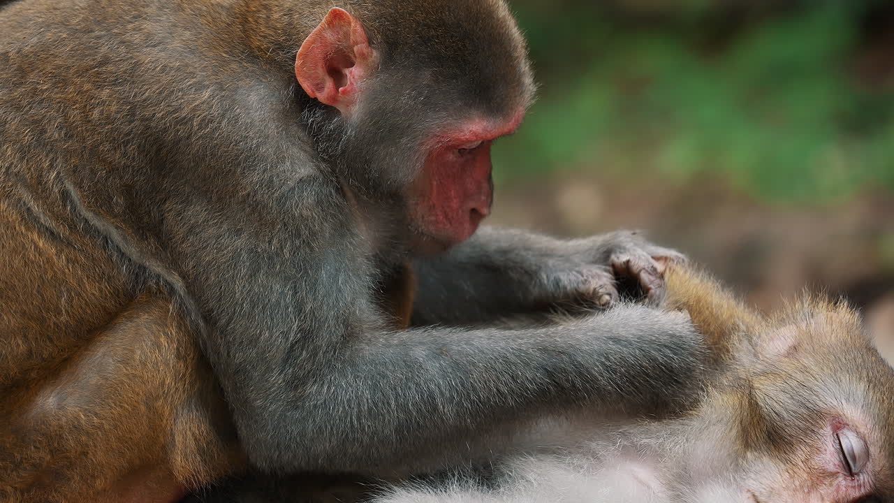 A monkey catching lice for another