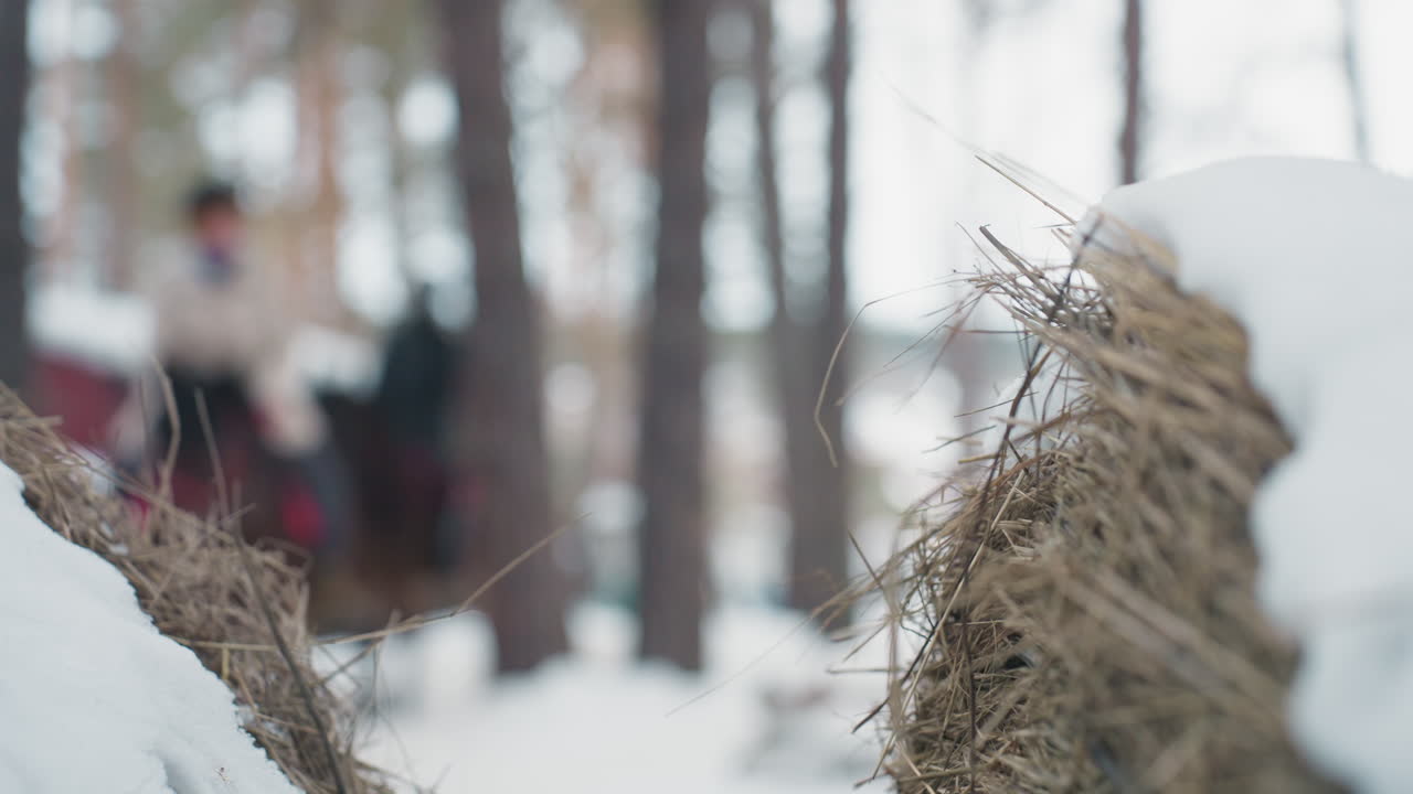 소나무 아래에서 포니를 타고 눈 덮인 땅을 지나요. 조용한 길을 안내하는 친절한 가이드, 말과 기수의 부드러운 움직임, 레크리에이션 관광 분위기, 따뜻한 겨울옷과 포근한 안장 담요가 있어요.