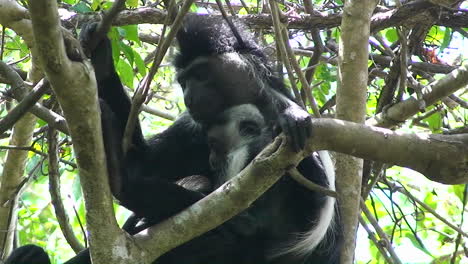 a mother orangutan holds her baby sitting in a tree