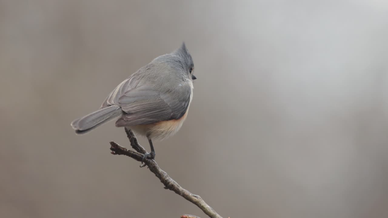 Primo piano di uccelli su un ramo con ghiaccio e neve in un giorno d'inverno