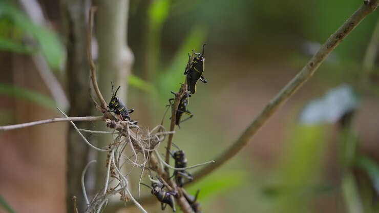 Eastern Lubber Grasshoppers Climbing On Bare Twigs. closeup shot