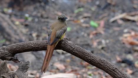 Der-Orangebrust-trogon-Ist-Ein-Zutraulicher-Mittelgroßer-Vogel,-Der-In-Thailand-Vorkommt