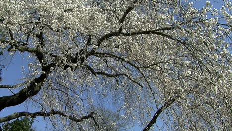 Kameraausleger-Vom-Blütenbedeckten-Kirschbaum-Zum-Blick-Auf-Den-Japanischen-Garten-Mit-Steinpagode-Und-Fußgängerbrücke