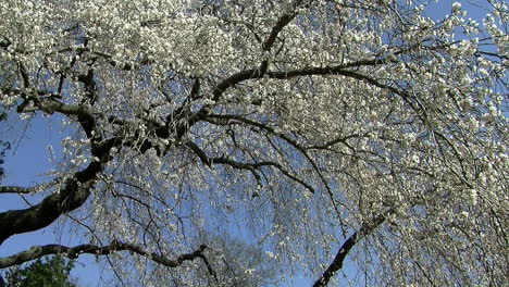 Camera-jibs-down-from-blossom-covered-cherry-tree-to-view-of-Japanese-garden-with-stone-pagoda-and-footbridge