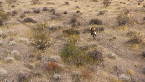 Bighorn-sheep-wild-sheep-aerial-view-walking-alone-in-natural-remote-desert-area