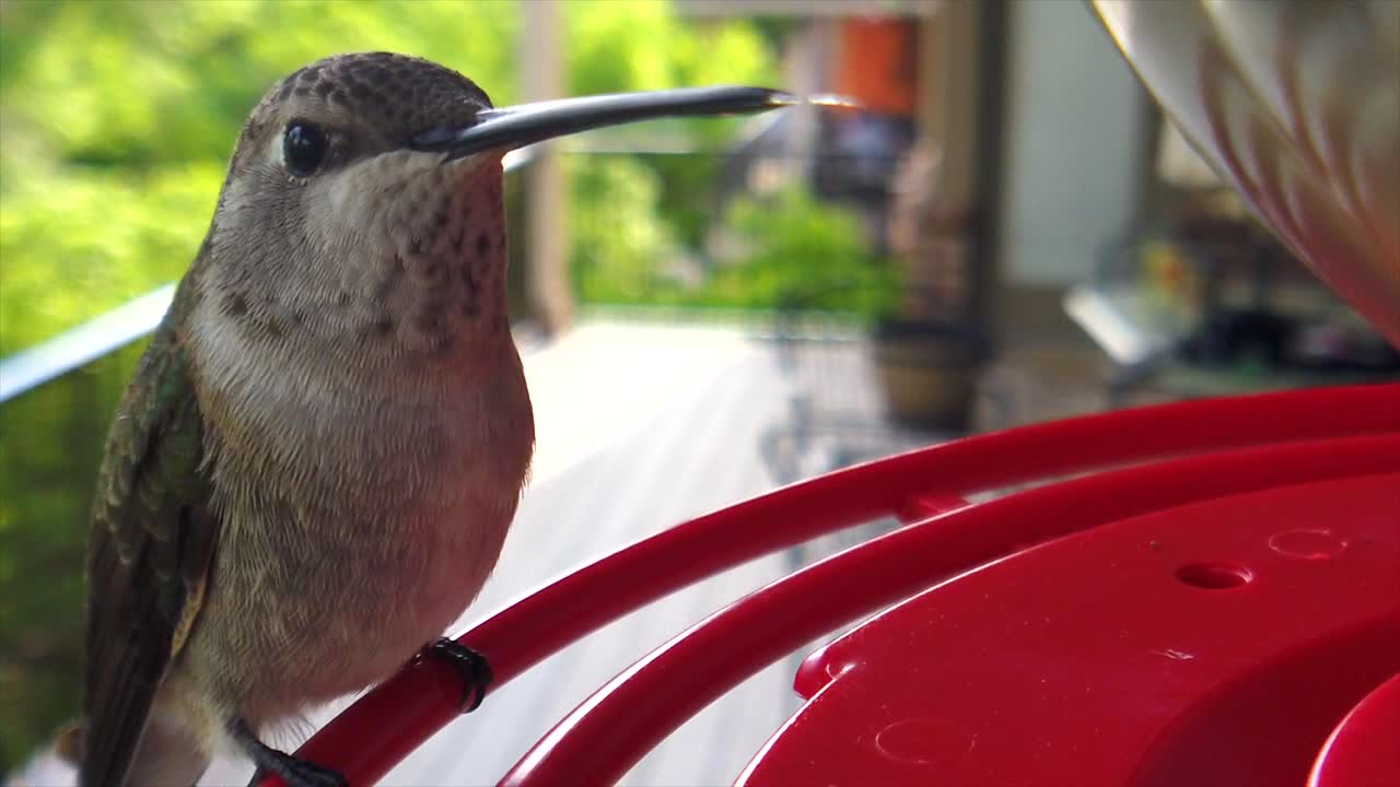 녹색 깃털을 가진 작고 뚱뚱한 윙윙거리는 새의 가장 좋은 클로즈업은 새 모이통에 천천히 앉아 음료를 마시고 혀를 여러 번 내밀고 결국 날아갑니다