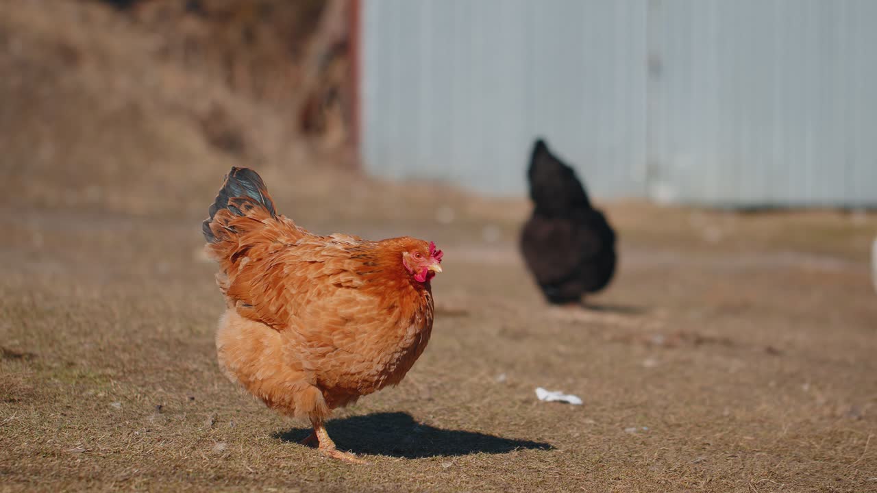 Free range brown domestic chicken eating grains peck yellow grass on small eco home coop farm